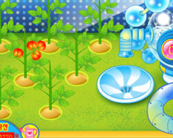 Plantar y hacer jugos de tomate plantar hacer jugos tomate