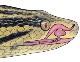 organo-de-jacobson-serpientes-lengua-detectan-presas