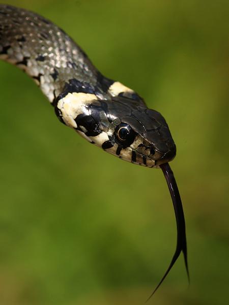 organo-de-jacobson-serpientes-lengua-olor-imagen