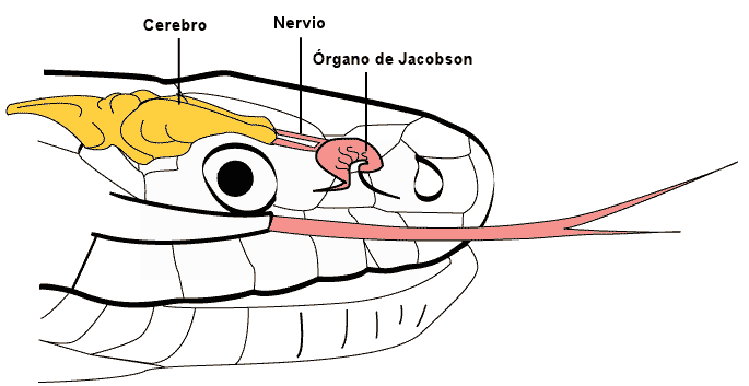 snake-skeleton-jacobson-organ-organo-smell-tongue