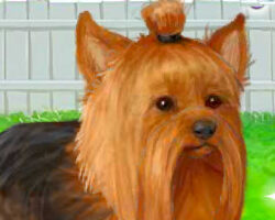 Juego con el perrito Yorkshire juego-perrito-yorkshire