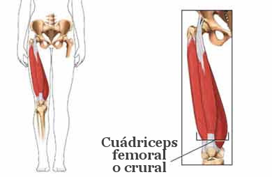 cuadriceps femoral crural