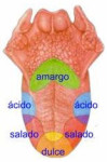 ¿Existen distintas partes en la lengua encargadas de diferenciar sabores? mapa sabores lengua