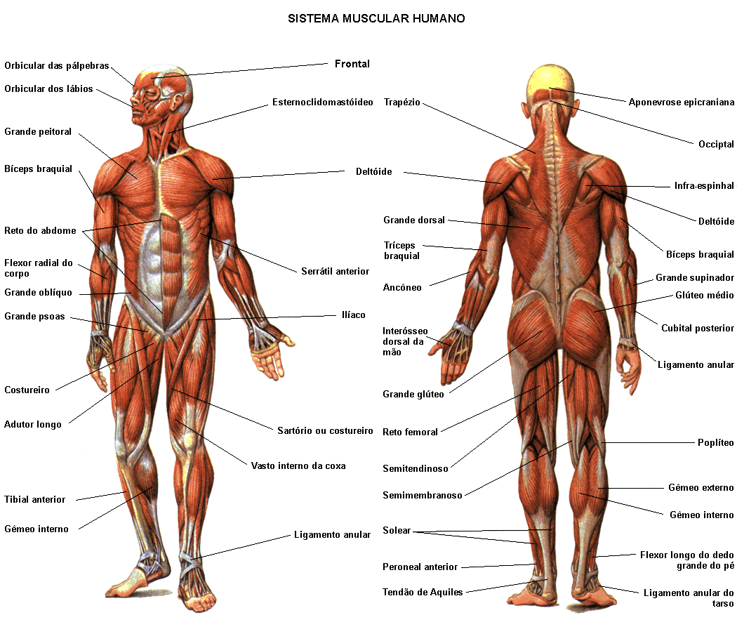musculos cuerpo