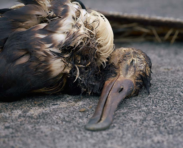 albatro muerte plastico