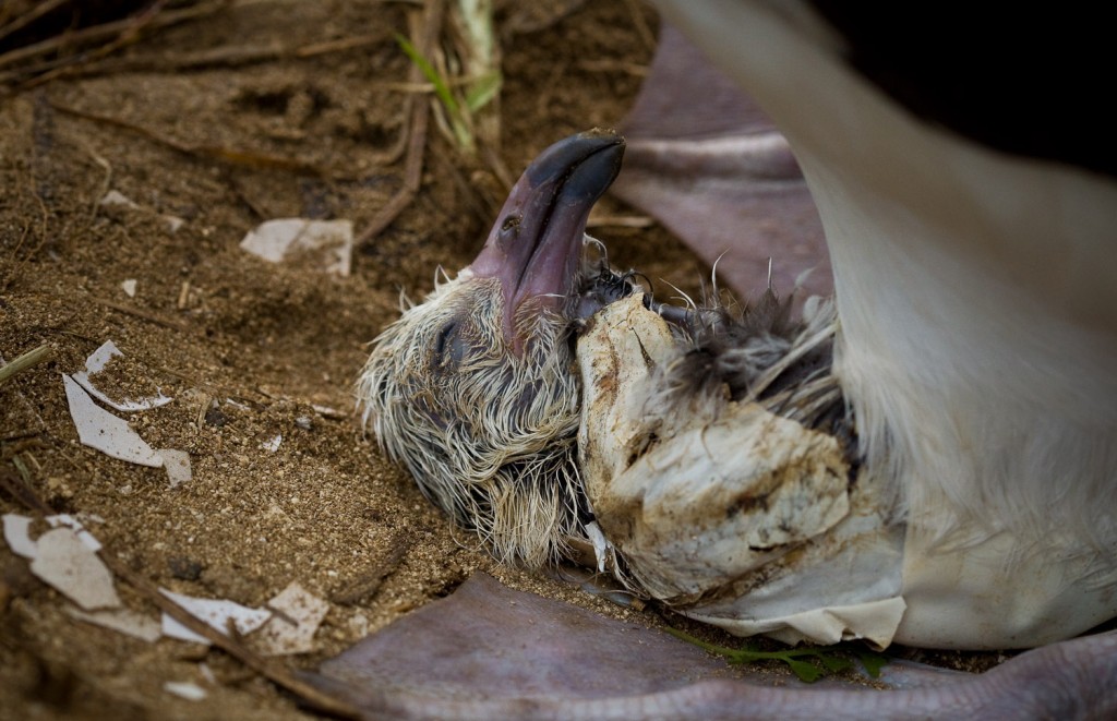 albatro muerto ecologia