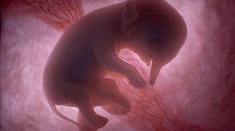 elefante embrion cria