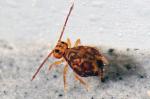 Colémbolo saltador: diminuto, pero gran saltador colembolos saltadores