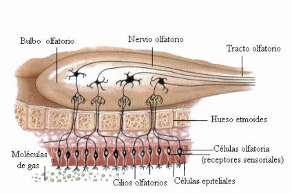 cilios mucus
