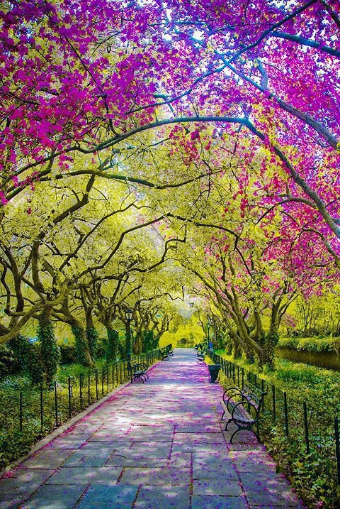 primavera central park nueva york