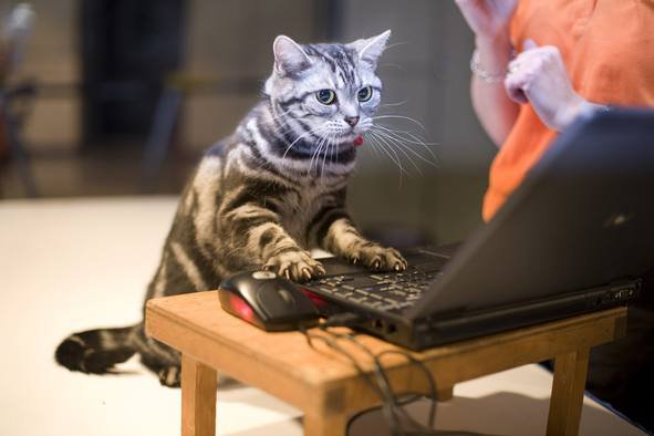 gato ordenador