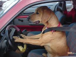 perro conduciendo
