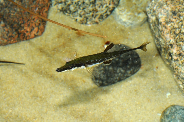espinacia pez espinoso
