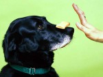 Juego para adiestrar a un perro adiestrar perro