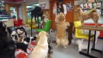 Juego en la cafetería para perros cafeteria perros
