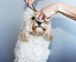 Juego de lavar y cortar el pelo a perros cortar pelo perro