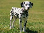 dalmata