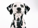 Juego de vestir a un cachorro dalmata dalmata