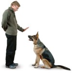 Pasar laberintos dando instrucciones a un perro dar instrucciones perro