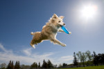 Jugar al frisbee con perros 200406970-001