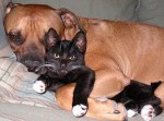 gato perro