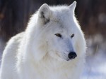Juego de vestir a un lobo lobo blanco