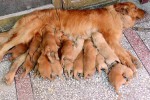 Cuidar a la mamá perro y sus cachorros mama perro cachorros