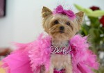 Juego de vestir a la linda perrita moda yorkshire terrier