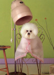 peluqueria perros