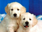 Juego de cuidar perritos perritos