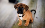 perro