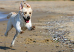 Juego de carreras de perros perro carrera