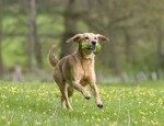 Juego de lanzar el hueso a un perro perro corriendo juguete