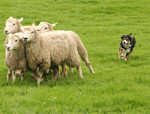 perro ovejas