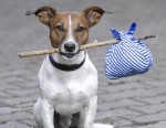 Juego de encontrar perros perdidos perro perdido