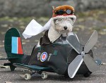 perro piloto