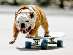 Juego de skateboard con perros *Apr 20 - 00:05*