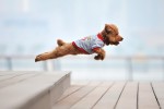 Juego de disparos con el perro volador perro volador