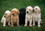 Juego de retos mentales con perros perros