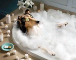 Cuidar perros en la guarderia de perros y gatos spa perro