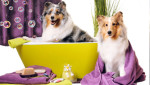 Juego de lavar, peinar y arreglar mascotas spa perros