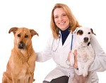 Juego de veterinaria veterinaria