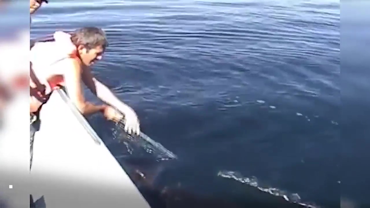 animales rescatados ballena