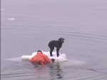 perro rescatado hielo