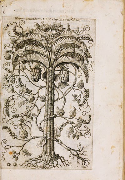 Francisco Hernandez manuscrito