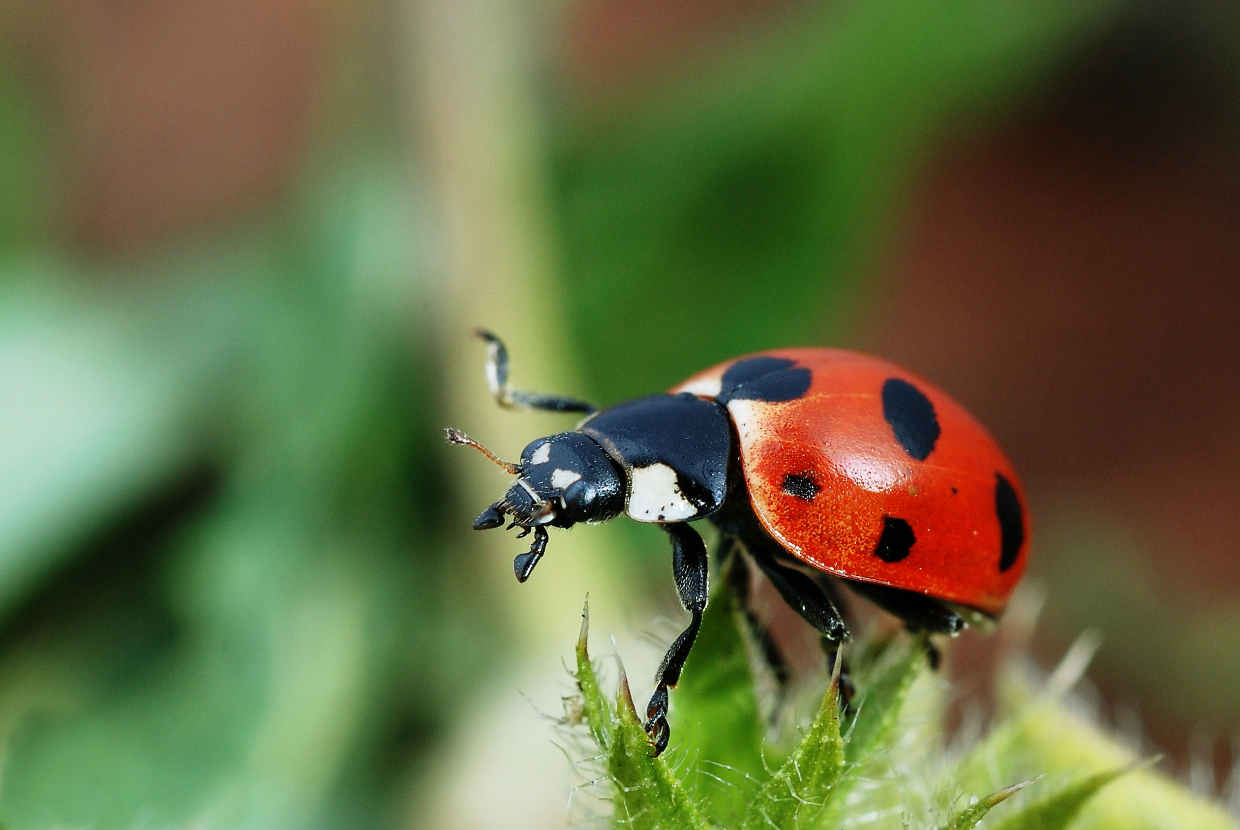coccinellidae
