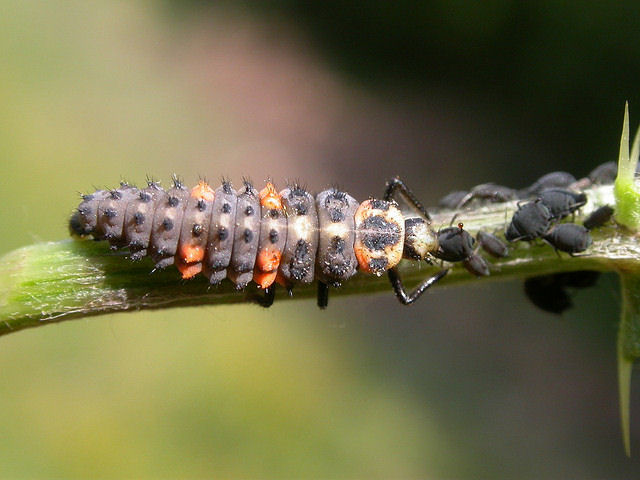 mariquita larva pulgones
