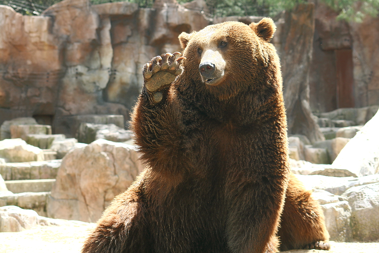 oso pardo saludando