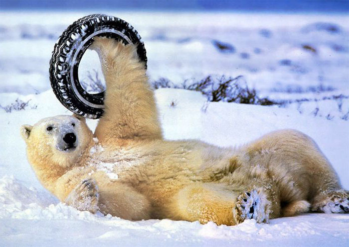 oso polar jugando rueda