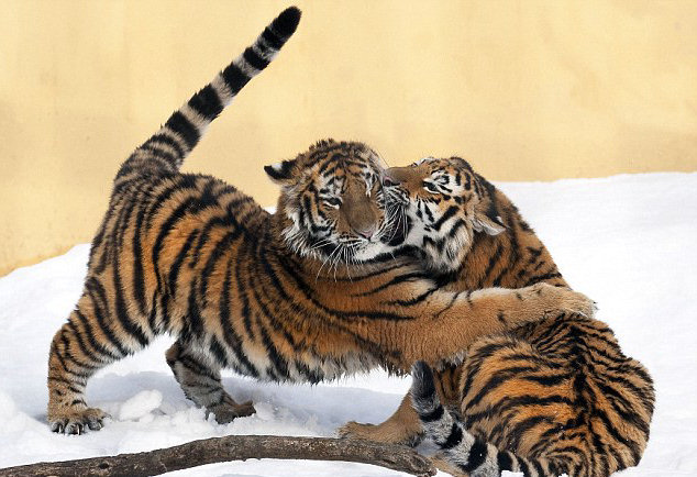tigres jugando